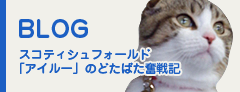 スコティッシュフォールド「アイルー」のドタバタ奮闘記